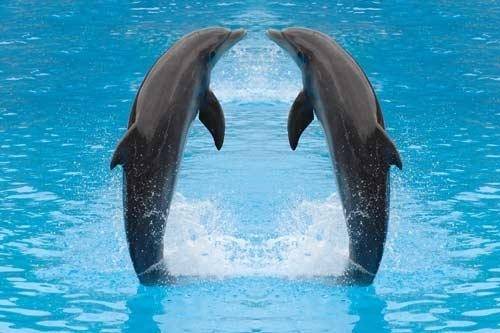 Dolphin show in Sharm El Sheikh