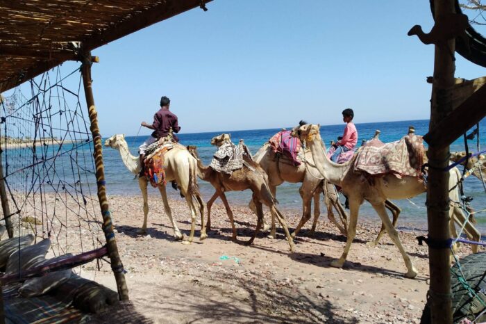 Snorkel & Camel Ride
