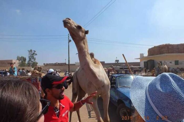 Cairo Day tours